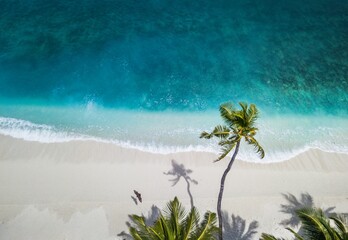 tropical island with palm trees