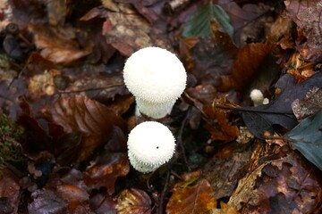 mushrooms in the forest