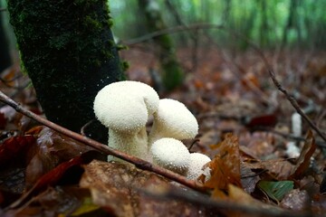 mushrooms in the forest