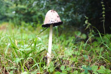 mushrooms in the forest