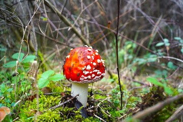 mushrooms in the forest