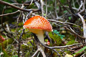 mushrooms in the forest