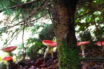 mushrooms in the forest