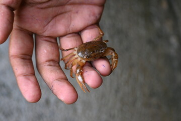 Barytelphusa cunicularis crab. It is a common species of freshwater crab found in India. It is found in large quantities in rice fields during the monsoon season in India. Edible red crab.
