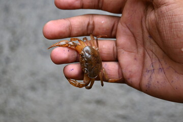 Barytelphusa cunicularis crab. It is a common species of freshwater crab found in India. It is found in large quantities in rice fields during the monsoon season in India. Edible red crab.

