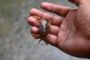 Barytelphusa cunicularis crab. It is a common species of freshwater crab found in India. It is found in large quantities in rice fields during the monsoon season in India. Edible red crab.
