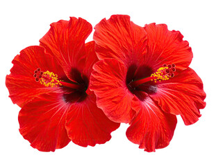Two vibrant red hibiscus flowers against a black background (1)