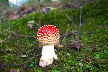 mushrooms in the forest