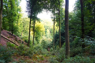 Obraz premium morning in the forest