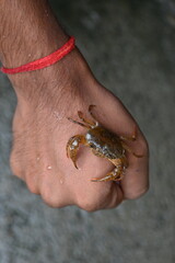 Barytelphusa cunicularis crab. It is a common species of freshwater crab found in India. It is found in large quantities in rice fields during the monsoon season in India. Edible red crab.
