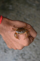 Barytelphusa cunicularis crab. It is a common species of freshwater crab found in India. It is found in large quantities in rice fields during the monsoon season in India. Edible red crab.
