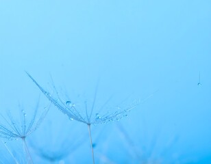 Dew-kissed dandelion seeds on a soft blue background