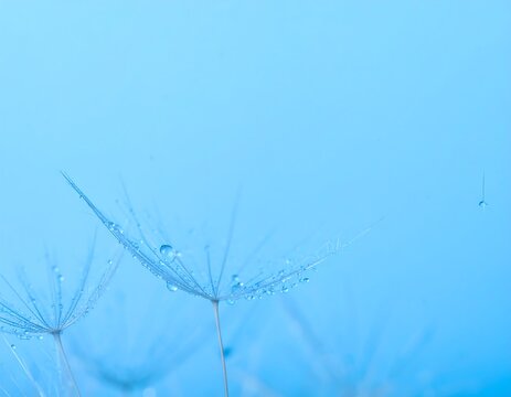 Dew-kissed dandelion seeds on a soft blue background