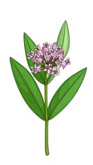 Obraz premium Illustration of a flowering plant with light pink blossoms and long, slender green leaves