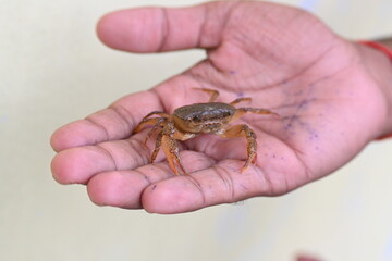 Barytelphusa cunicularis crab. It is a common species of freshwater crab found in India. It is found in large quantities in rice fields during the monsoon season in India. Edible red crab.
