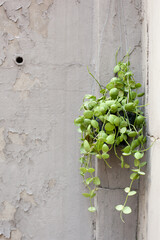 This vertical image strongly features a wall with dramatically peeling paint and a small exposed hole on the left, contrasting with the smooth corner and the lively Dischidia Succulent plant on the ri