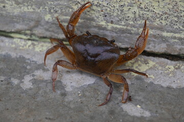 Barytelphusa cunicularis crab. It is a common species of freshwater crab found in India. It is found in large quantities in rice fields during the monsoon season in India. Edible red crab.
