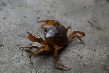 Barytelphusa cunicularis crab. It is a common species of freshwater crab found in India. It is found in large quantities in rice fields during the monsoon season in India. Edible red crab.
