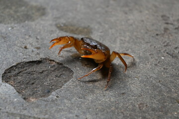 Barytelphusa cunicularis crab. It is a common species of freshwater crab found in India. It is...