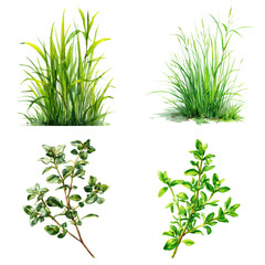 Fototapeta premium Watercolor image of assorted herbs and grasses, lush green and natural, displayed beautifully on transparent background