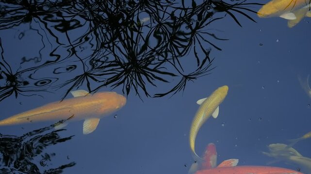 Colorful koi fish swimming gracefully in a dark pond, showcasing their vibrant orange, white, yellow, and red patterns. The image captures the beauty, elegance, and tranquility of these ornamental fis