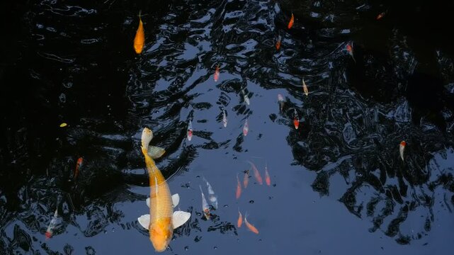 Colorful koi fish swimming gracefully in a dark pond, showcasing their vibrant orange, white, yellow, and red patterns. The image captures the beauty, elegance, and tranquility of these ornamental fis