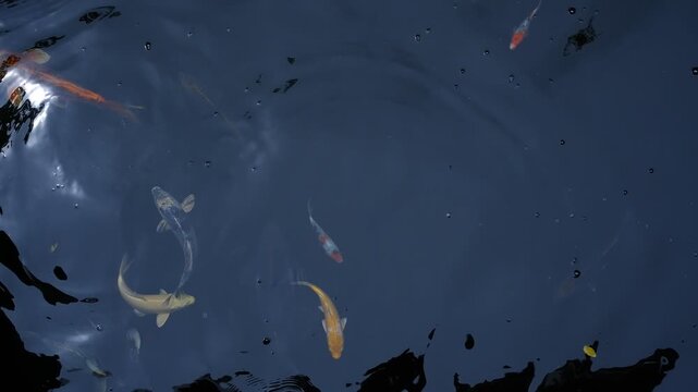 Colorful koi fish swimming gracefully in a dark pond, showcasing their vibrant orange, white, yellow, and red patterns. The image captures the beauty, elegance, and tranquility of these ornamental fis