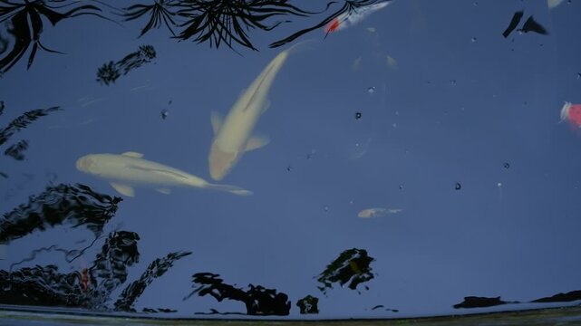 Colorful koi fish swimming gracefully in a dark pond, showcasing their vibrant orange, white, yellow, and red patterns. The image captures the beauty, elegance, and tranquility of these ornamental fis