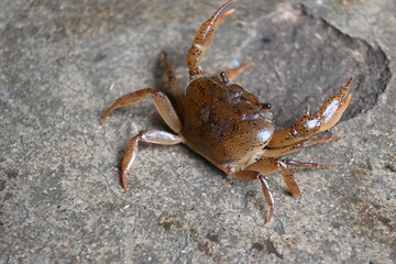 Barytelphusa cunicularis crab. It is a common species of freshwater crab found in India. It is found in large quantities in rice fields during the monsoon season in India. Edible red crab.
