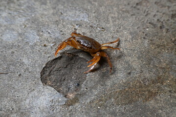 Barytelphusa cunicularis crab. It is a common species of freshwater crab found in India. It is found in large quantities in rice fields during the monsoon season in India. Edible red crab.
