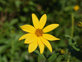 Helianthus tuberosus (Jerusalem artichoke - sunchoke), Yellow flower