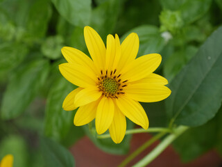 Helianthus tuberosus (Jerusalem artichoke - sunchoke), Yellow Flower