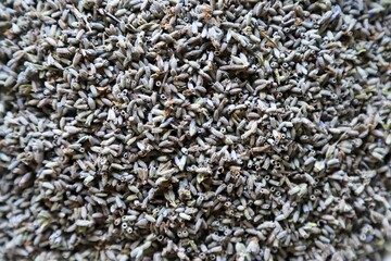 Lavender Buds, Dry Lavender, Still Life