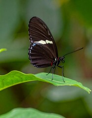 Close-up of a black and white butterfly on a leaf