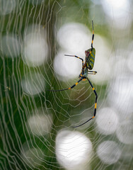 A golden silk orb-weaver spider sitting in the middle of its elaborate web
