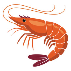 cooked shrimp on white background