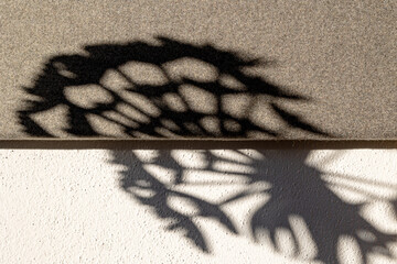 Shadow Play of Nature on Rough and Smooth Walls