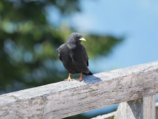 Alpine chough, Pyrrhocorax graculus, with glossy black plumage, yellow beak and red legs, photographed in the Alps. Close-up.