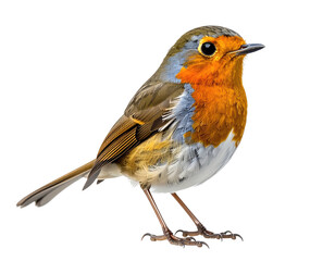 Fototapeta premium Close-up of a robin, vibrant colors, side profile