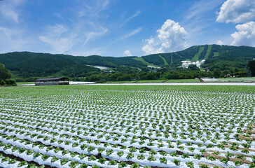信州菅平高原に広がる広大なレタス畑
