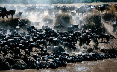 Wildebeest migration in Mara