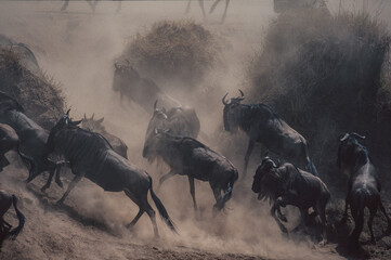 wildebeest crossing in serengeti tanzania africa