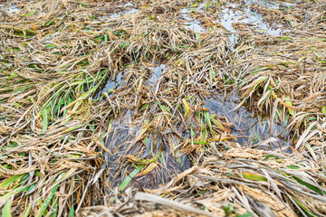 The rice in the farmland was blown down by the wind and lay in the field.