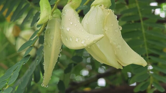 Agasta, Sesban or Vegetable Humming Bird. White Edible Flowers.
