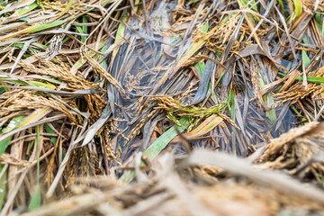 The rice in the farmland was blown down by the wind and lay in the field.