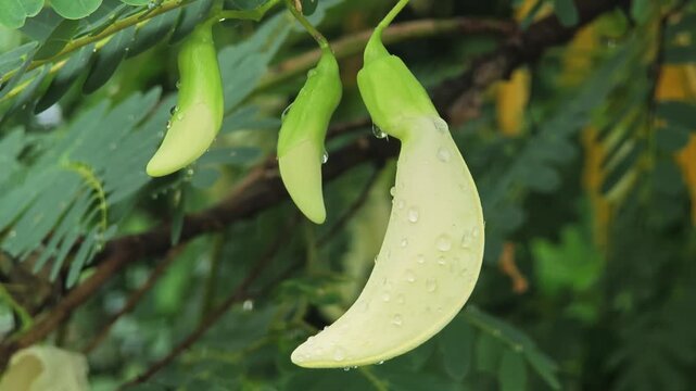 Agasta, Sesban or Vegetable Humming Bird. White Edible Flowers.