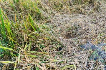 The rice in the farmland was blown down by the wind and lay in the field.