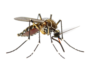 Close-up of a mosquito with detailed anatomy