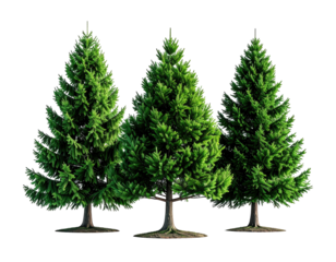 Three green fir trees, isolated, in a row