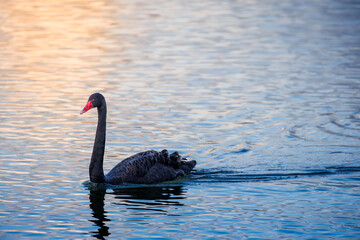 black swan with red beak gliding gracefully on calm water during sunset, soft golden light reflecting on rippling surface creating a serene and elegant scene
